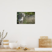 Sneeuwluipaard Poster (Keuken)