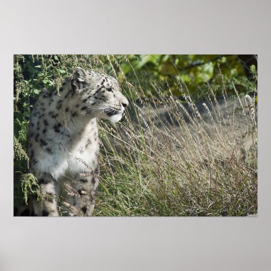 Sneeuwluipaard Poster (Voorkant)
