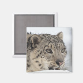 Sneeuwluipaard (Uncia uncia) 2 Magneet (Voorkant / Achterkant)