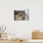 Sneeuwluipaard (Uncia uncia) 2 Poster (Keuken)