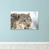 Sneeuwluipaard (Uncia uncia) Canvas Afdruk (Insitu (Houten vloer))