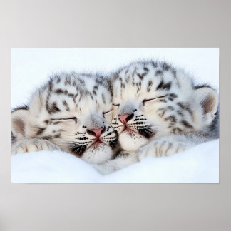 Sneeuwluipaard Wild Dier Natuurlijke Omgeving Poster