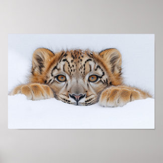 Sneeuwluipaard Wild Dier Natuurlijke Omgeving Poster