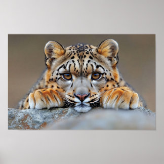 Sneeuwluipaard Wild Dier Natuurlijke Omgeving Poster