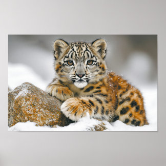 Sneeuwluipaard Wild Dier Natuurlijke Omgeving Poster