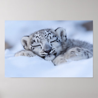 Sneeuwluipaard Wild Dier Natuurlijke Omgeving Poster