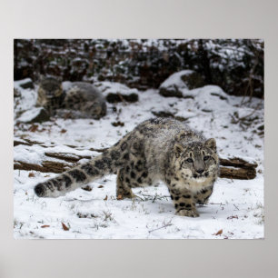 Sneeuwluipkuiken Stalking Birds Poster