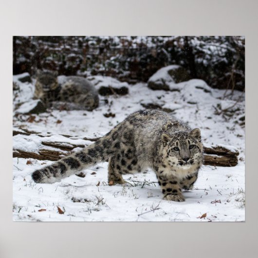 Sneeuwluipkuiken Stalking Birds Poster (Voorkant)