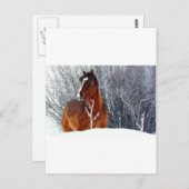 Sneeuwpaard Briefkaart (Voorkant / Achterkant)