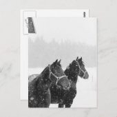 Sneeuwpaarden Briefkaart (Voorkant / Achterkant)