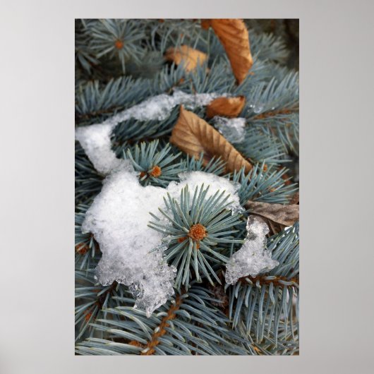 sneeuwpleister poster (Voorkant)