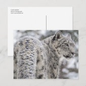 Sneeuwpop Briefkaart (Voorkant / Achterkant)