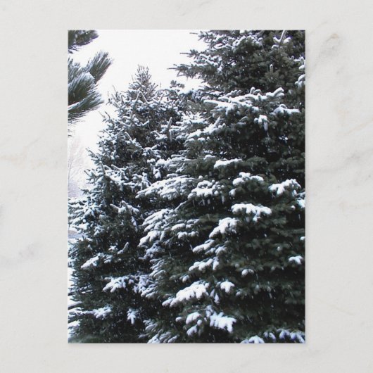 Sneeuwprik Briefkaart (Voorkant)