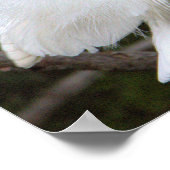 Sneeuwreiger Poster (Hoek)
