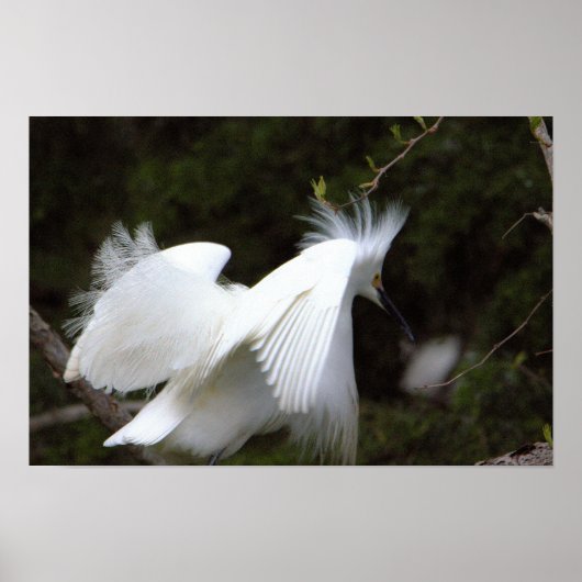 Sneeuwreiger Poster (Voorkant)