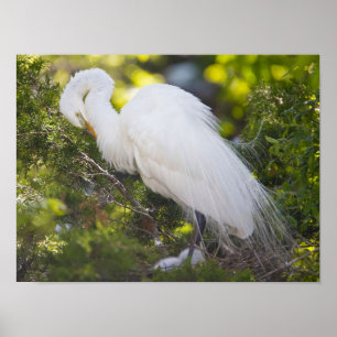 Sneeuwreiger Vogel Foto Poster