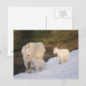 sneeuwschaap briefkaart (Voorkant / Achterkant)