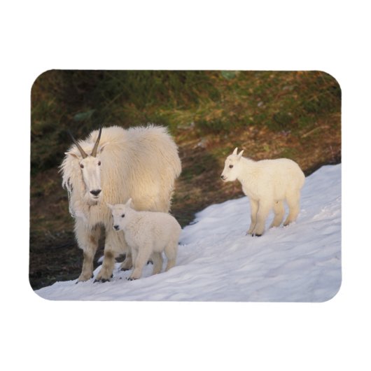 sneeuwschaap magneet (Horizontaal)
