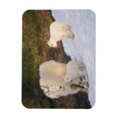 sneeuwschaap magneet (Verticaal)