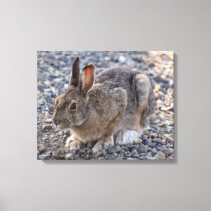 Sneeuwschoenhazen Foto Canvas Afdruk