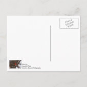 Sneeuwse Storm kardinaal denken van je Briefkaart (Achterkant)