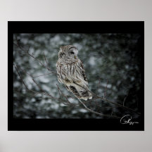 SneeuwStorm Barred Owl Poster