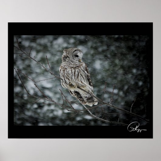 SneeuwStorm Barred Owl Poster (Voorkant)
