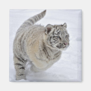 Sneeuwtijger Magneet