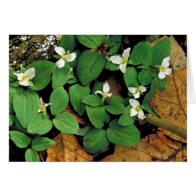 Sneeuwtrillium (Voorkant Horizontaal)