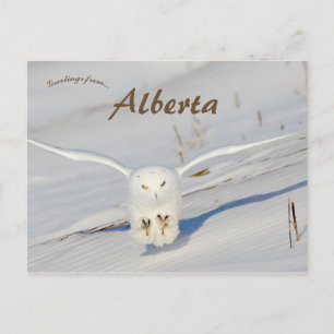 Sneeuwuil in Albert Canada Briefkaart