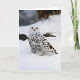 Sneeuwuil in de avondschaduwen kaart