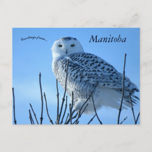 Sneeuwuil in Manitoba Canada Briefkaart