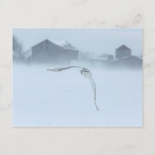 Sneeuwuil in vlucht in de winter briefkaart