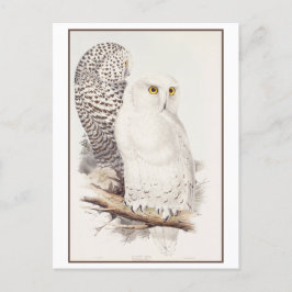 Sneeuwuil lithografie door Edward Lear Briefkaart
