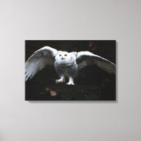 Sneeuwuil met open vleugels 24x16 (60x40cm) waccnm