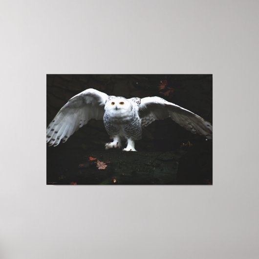 Sneeuwuil met open vleugels 60x40 (150x100cm) wacc canvas afdruk (Voorkant)
