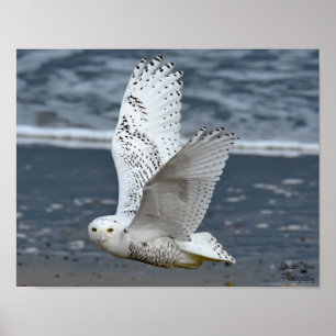 Sneeuwuil op het strand poster
