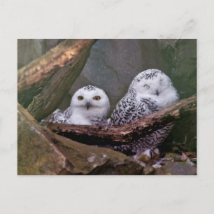 Sneeuwuil paar boslandschap dierenkunst briefkaart