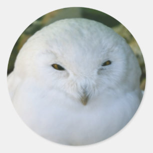 Sneeuwuil Ronde Sticker