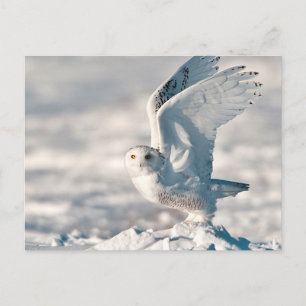 Sneeuwuil stijgt op uit de sneeuw briefkaart