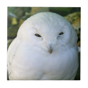Sneeuwuil Tegeltje