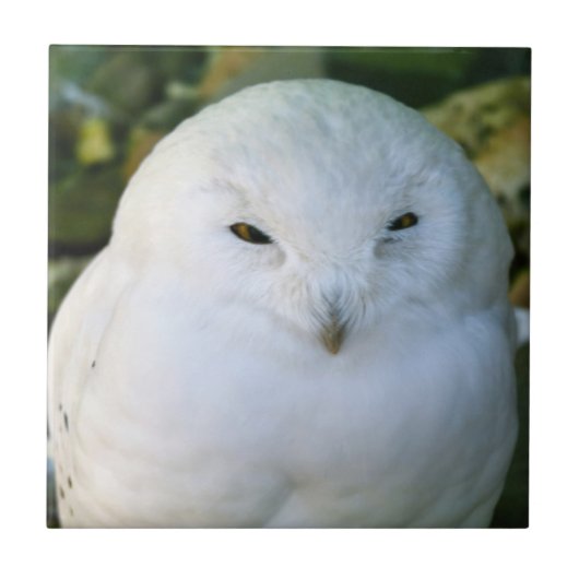 Sneeuwuil Tegeltje (Voorkant)