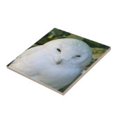 Sneeuwuil Tegeltje (Zijkant)