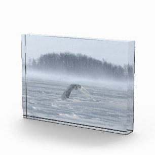 Sneeuwuil vliegt in de winter fotoblokken