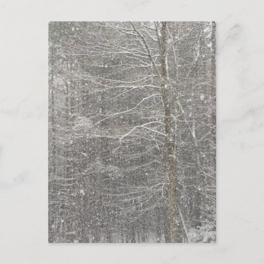 Sneeuwval Briefkaart (Voorkant)