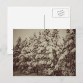 sneeuwval, Conifer, CO Briefkaart (Voorkant / Achterkant)