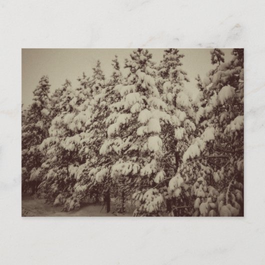 sneeuwval, Conifer, CO Briefkaart (Voorkant)