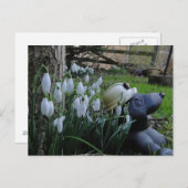 sneeuwval en briefkaart van mollen (Voorkant / Achterkant)