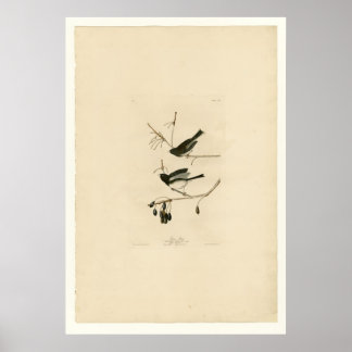 Sneeuwvogel Poster