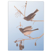 Sneeuwvogels op een kale wintertak klembord (Achterkant)